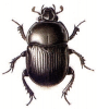 +bug+insect+pest+Dor+Beetle+ clipart