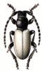 +bug+insect+pest+Dorcadion+ clipart