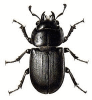 +bug+insect+pest+Dorcus+ clipart