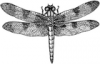 +bug+insect+pest+Dragonfly+BW+ clipart