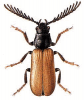 +bug+insect+pest+Drilus+ clipart