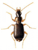 +bug+insect+pest+Dromius+ clipart