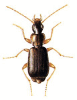 +bug+insect+pest+Dromius+ clipart