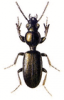 +bug+insect+pest+Dyschirius+ clipart