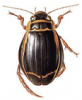 +bug+insect+pest+Dytiscus+ clipart