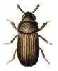 +bug+insect+pest+Eledona+ clipart