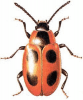 +bug+insect+pest+Endomychus+ clipart