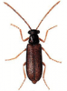 +bug+insect+pest+Episernus+ clipart