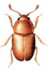 +bug+insect+pest+Epuraea+ clipart