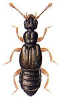 +bug+insect+pest+Euplectus+ clipart