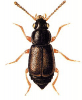 +bug+insect+pest+Eusphalerum+ clipart