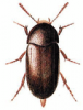 +bug+insect+pest+Eustrophus+ clipart