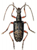 +bug+insect+pest+Evodinus+ clipart