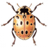 +bug+insect+pest+Eyed+Ladybird+ clipart