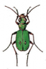 +bug+insect+pest+Field+Tiger+Beetle+ clipart