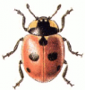 +bug+insect+pest+Five+Spot+Ladybird+ clipart