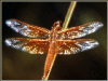 +bug+insect+pest+Flame+skimmer+dragonfly+ clipart