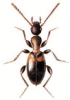+bug+insect+pest+Formicomus+ clipart