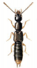 +bug+insect+pest+Gabrius+ clipart