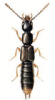 +bug+insect+pest+Gabrius+ clipart