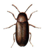 +bug+insect+pest+Gastrallus+ clipart