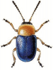 +bug+insect+pest+Gastrophysa+ clipart