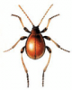 +bug+insect+pest+Gibbium+ clipart