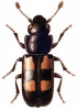 +bug+insect+pest+Glischrochilus+ clipart