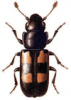 +bug+insect+pest+Glischrochilus+ clipart