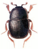 +bug+insect+pest+Gnathoncus+ clipart