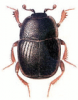 +bug+insect+pest+Gnathoncus+ clipart