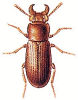 +bug+insect+pest+Gnatocerus+ clipart