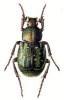 +bug+insect+pest+Gnorimus+ clipart