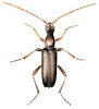 +bug+insect+pest+Grammoptera+ clipart