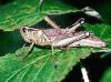 +bug+insect+pest+Grasshopper+4+ clipart