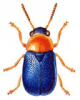 +bug+insect+pest+Gynandrophthalma+ clipart