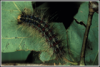 +bug+insect+pest+Gypsy+Moth+Caterpillar+ clipart