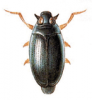 +bug+insect+pest+Gyrinus+ clipart