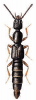 +bug+insect+pest+Gyrohypnus+ clipart