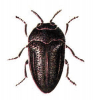 +bug+insect+pest+Habroloma+ clipart