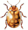 +bug+insect+pest+Halyzia+ clipart