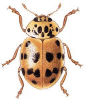 +bug+insect+pest+Harmonia+ clipart