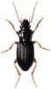 +bug+insect+pest+Harpalus+ clipart