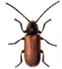+bug+insect+pest+Hedobia+ clipart