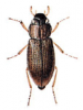 +bug+insect+pest+Helophorus+ clipart