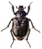 +bug+insect+pest+Hermit+Beetle+ clipart