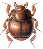 +bug+insect+pest+Hetaerius+ clipart