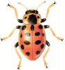 +bug+insect+pest+Hippodamia+ clipart