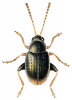+bug+insect+pest+Hippuriphila+ clipart