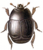 +bug+insect+pest+Hister+ clipart